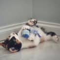 Photo of Lola Fostered In Perth