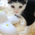 Photo of Theo Fostered In Perth