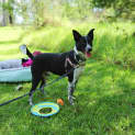 Photo of Baxter