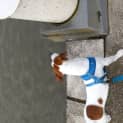 Photo of Mr Peabody