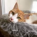 Photo of Maple Located In Preston