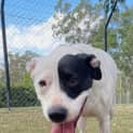 Photo of Bindi