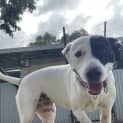 Photo of Bindi