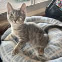 Photo of Cathair