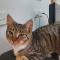 Photo of Mischa 