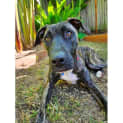 Photo of Sharnie *$150 Adoption Fee*