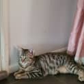 Photo of Tiger & Fluffy