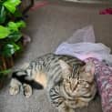 Photo of Tiger & Fluffy
