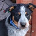 Photo of Ranger   12 Week Old Cattle Dog (Trial)
