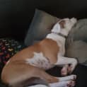 Photo of Pixel