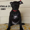 Photo of Viola