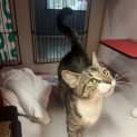 Photo of Koda
