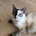 Photo of Snowball