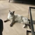 Photo of Snowball