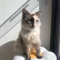 Photo of Snowball