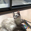 Photo of Snowball