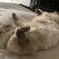 Photo of Snowball