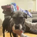 Photo of Luna