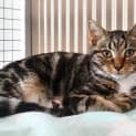 Photo of Marvin 10701