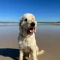 Photo of Archer