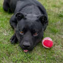 Photo of Bear