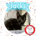 Photo of Jacks *9 Lives Project Rescue*