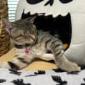 Photo of Mitzy