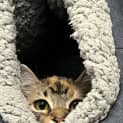 Photo of Hera (Was Jaguar)