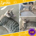 Photo of Tyrone