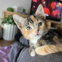 Photo of Bobbles