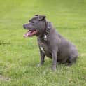 Photo of Blaze