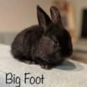 Photo of Big Foot