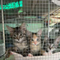 Photo of Cyber