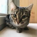 Photo of Lexie Deserves A Second Chance