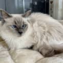 Photo of Fifi