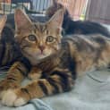 Photo of Punky