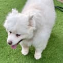 Photo of Luna