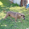 Photo of Bear