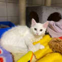 Photo of Cotton
