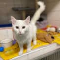 Photo of Cotton