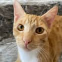 Photo of Pumpkin