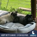 Photo of Betty & Mavis 5 Year Old Pugs (Hold)