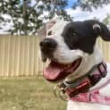 Photo of Bindi