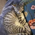 Photo of Thumbelina