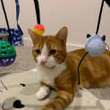 Photo of Henry