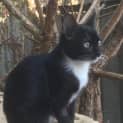 Photo of Cora