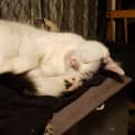 Photo of Mister