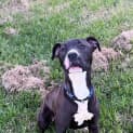 Photo of Shamrock