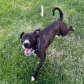 Photo of Shamrock