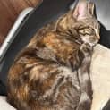 Photo of Dandelion